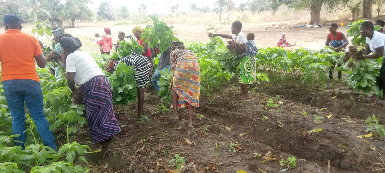 Diversificação de Meios de Subsistência e Educação Ambiental para Mulheres Rurais — imagem 6