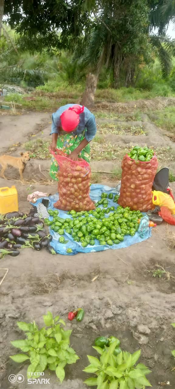 Diversificação de Meios de Subsistência e Educação Ambiental para Mulheres Rurais — imagem 3