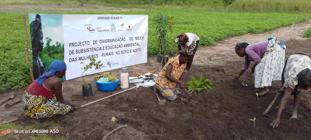 Sistemas Agroflorestais