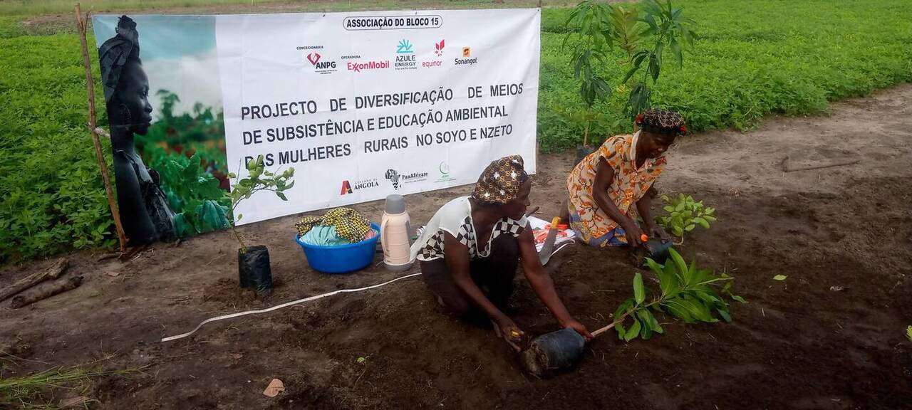 Campos saudáveis após a integração de árvores nativas